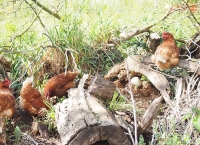 Faire nos courses directement à la ferme des Doyons AB