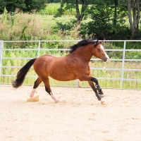 Pride, mon poney adoré