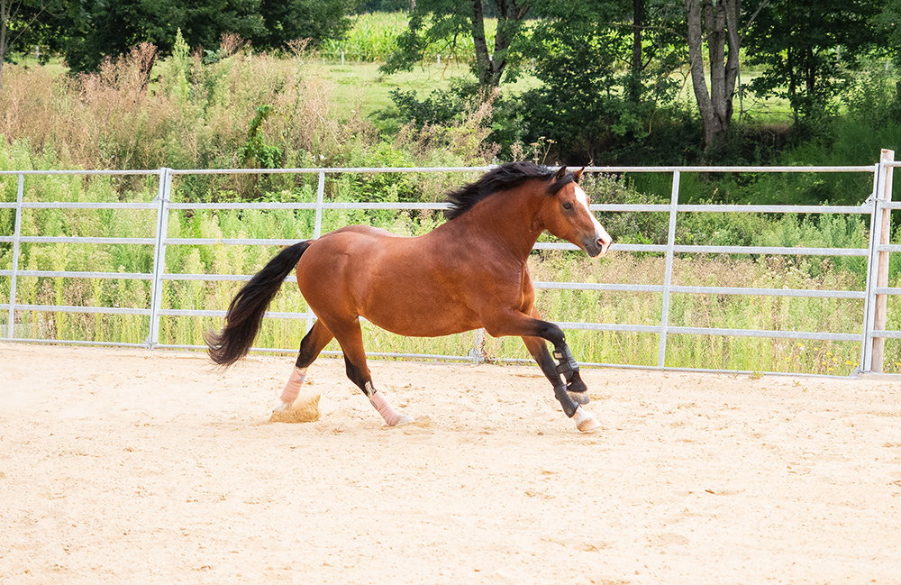 Pride, mon poney adoré